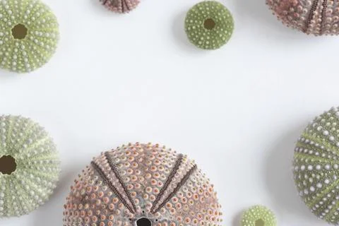 Multi-colored shells of sea urchins folded into a frame. Mock-up scene with c Stock Photos