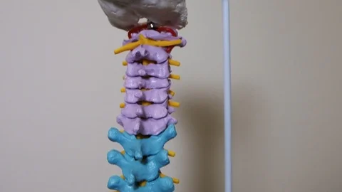 Multi-colored skeletal pelvic back medical doctor vertebrae model - purple, Vidéo 109475234