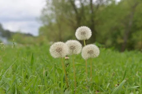 Multi-colored small flower in the field blooms in spring, summer Stock Photos