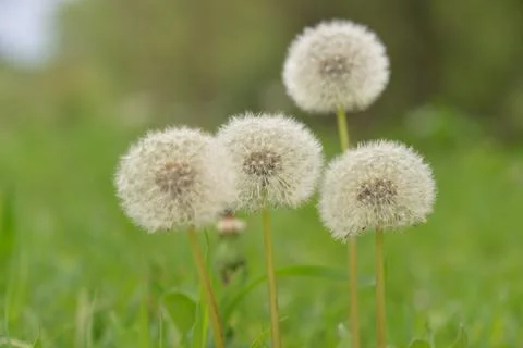 Multi-colored small flower in the field blooms in spring, summer Stock Photos