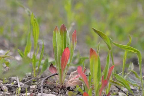 Multi-colored small flower in the field blooms in spring, summer Stock Photos