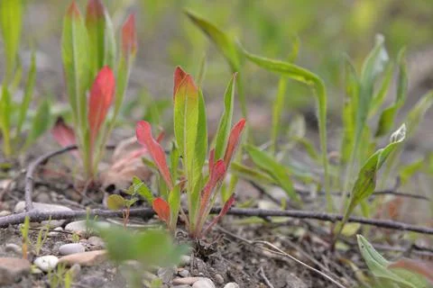 Multi-colored small flower in the field blooms in spring, summer Foto stock