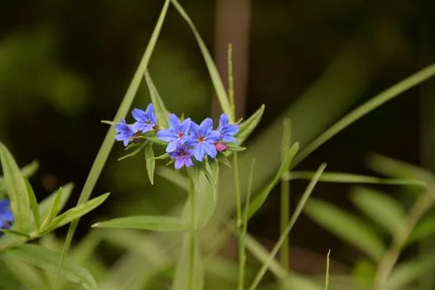 Multi-colored small flower in the field blooms in spring, summer Stock Photos