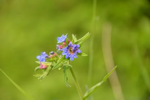 Multi-colored small flower in the field blooms in spring, summer Stock Photos