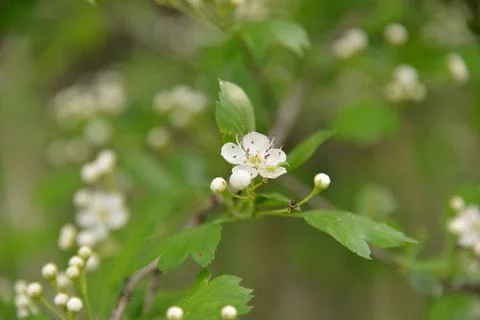 Multi-colored small flower in the field blooms in spring, summer Foto stock