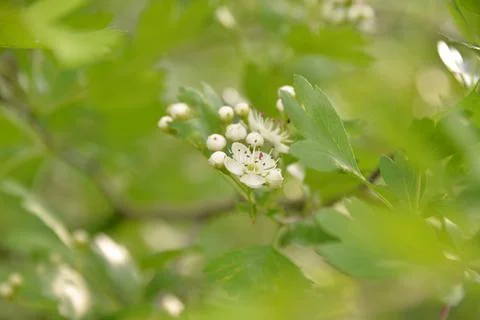 Multi-colored small flower in the field blooms in spring, summer Stock Photos
