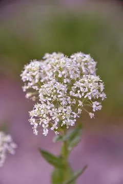Multi-colored small flower in the field blooms in spring, summer Foto stock