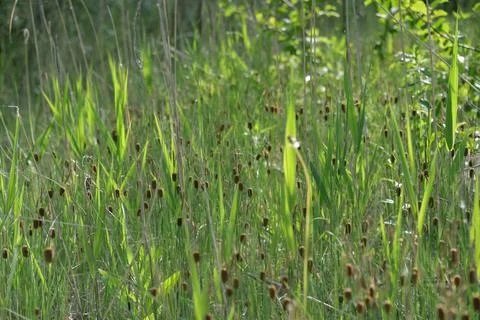 Multi-colored small flower in the field blooms in spring, summer Stock Photos
