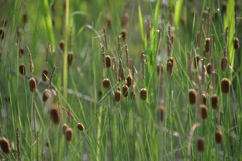 Multi-colored small flower in the field blooms in spring, summer Stock Photos