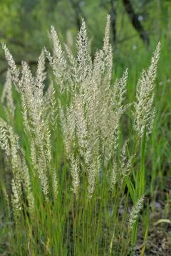 Multi-colored small flower in the field blooms in spring, summer Stock Photos