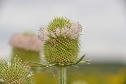 Multi-colored small flower in the field blooms in spring, summer Stock Photos