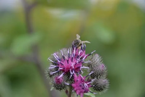 Multi-colored small flower in the field blooms in spring, summer Stock Photos