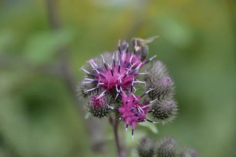 Multi-colored small flower in the field blooms in spring, summer Stock Photos