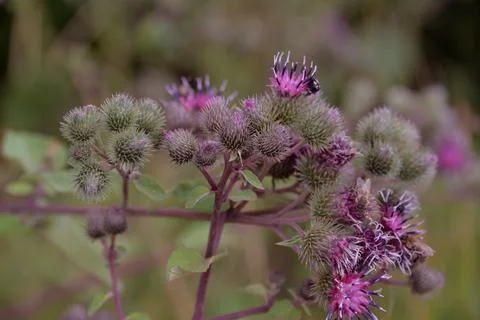 Multi-colored small flower in the field blooms in spring, summer Stock Photos