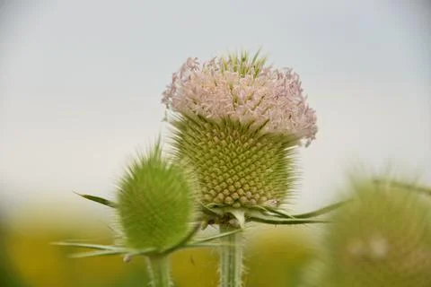 Multi-colored small flower in the field blooms in spring, summer Stock Photos