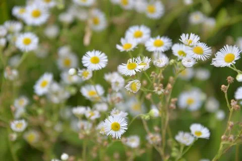 Multi-colored small flower in the field blooms in spring, summer Stock Photos