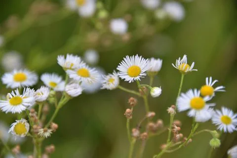 Multi-colored small flower in the field blooms in spring, summer Stock Photos