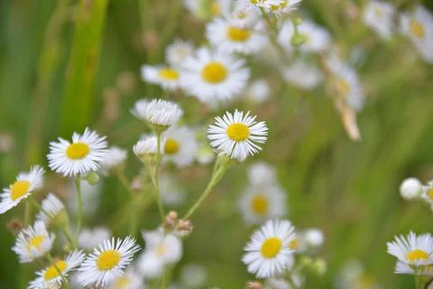 Multi-colored small flower in the field blooms in spring, summer Stock Photos
