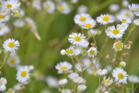 Multi-colored small flower in the field blooms in spring, summer Stock Photos