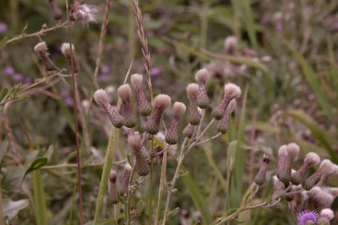 Multi-colored small flower in the field blooms in spring, summer Stock Photos
