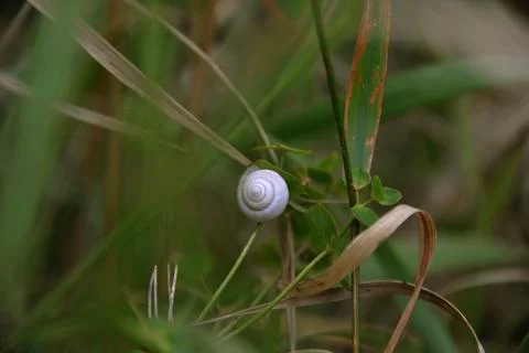 Multi-colored small flower in the field blooms in spring, summer Stock Photos
