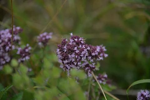 Multi-colored small flower in the field blooms in spring, summer Stock Photos