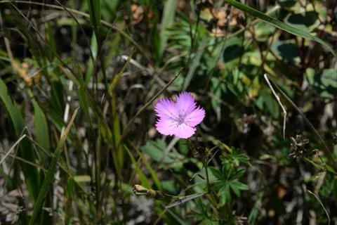 Multi-colored small flower in the field blooms in spring, summer Stock Photos