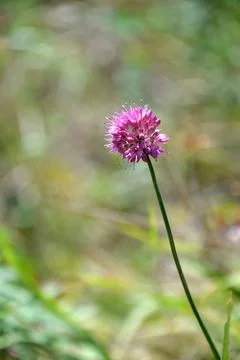 Multi-colored small flower in the field blooms in spring, summer Stock Photos