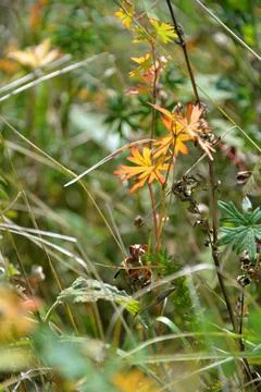 Multi-colored small flower in the field blooms in spring, summer Stock Photos