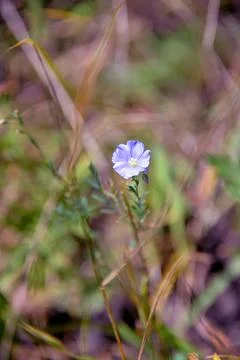 Multi-colored small flower in the field blooms in spring, summer Stock Photos