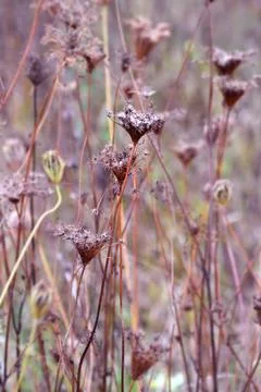 Multi-colored small flower in the field blooms in spring, summer Stock Photos