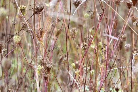 Multi-colored small flower in the field blooms in spring, summer Stock Photos