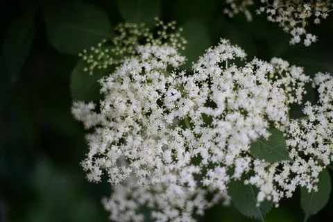 Multi-colored small flower in the field blooms in spring, summer Stock Photos