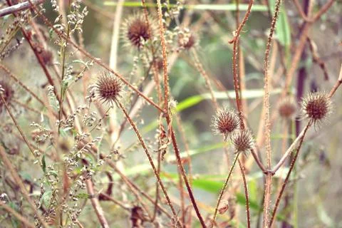 Multi-colored small flower in the field blooms in spring, summer Stock Photos