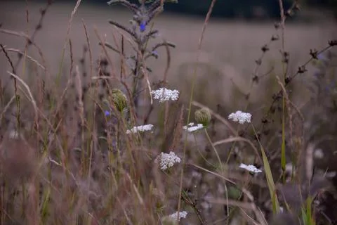 Multi-colored small flower in the field blooms in spring, summer Stock Photos