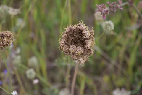 Multi-colored small flower in the field blooms in spring, summer Stock Photos
