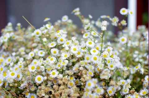 Multi-colored small flower in the field blooms in spring, summer Stock Photos