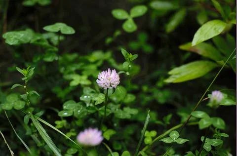 Multi-colored small flower in the field blooms in spring, summer Stock Photos