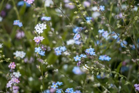 Multi-colored small flowers close-up, natural background Stock Photos