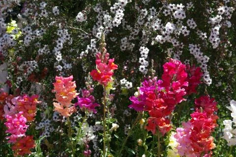 Multi colored snap dragon blossoms Stock Photos
