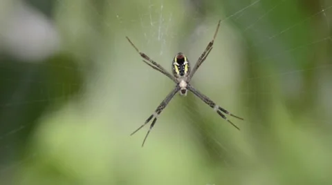 Multi colored spider Stock Footage 52725206