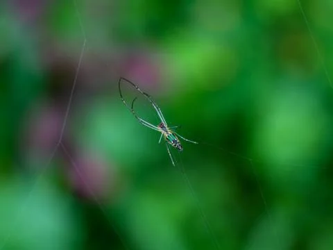Multi colored spider on spider web Stock Photos
