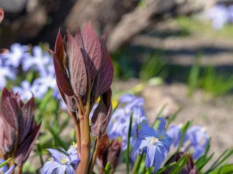 Multi-colored spring wildflowers. Spring flowering. spring background Stock Photos