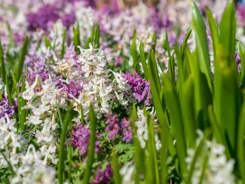 Multi-colored spring wildflowers. Spring flowering. spring background Stock Photos