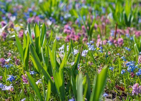 Multi-colored spring wildflowers. Spring flowering. spring background Stock Photos