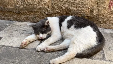 Multi colored stray cat sleeping in an old European city - close up Stock Footage 202173858