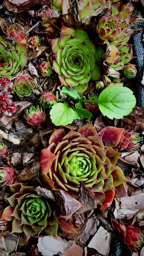 Multi-colored succulents persistent evergreens of the cactus family landscaping Stock Footage 219479596