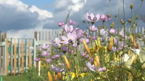 Multi-colored summer flowers in the wind in the garden Stock Footage 79325308