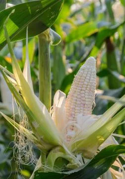 Multi-colored sweet corn Foto stock