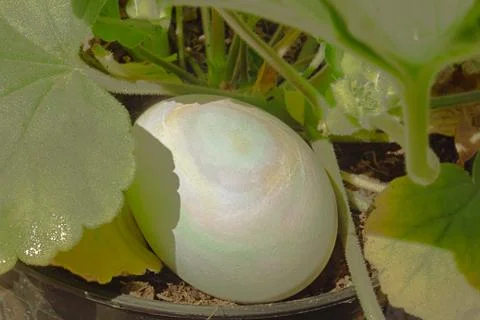 A multi-colored swirl pattern easter egg placed in geranium leaves 写真素材